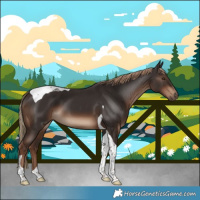 Horse Color:Liver Chestnut Tobiano 