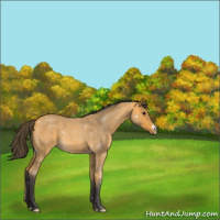 Horse Color:Buckskin Roan 