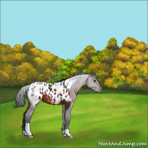 Horse Color:Brown Appaloosa 