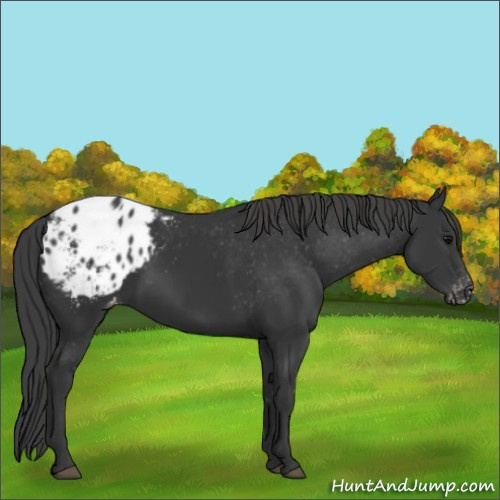 Horse Color:Black Appaloosa 