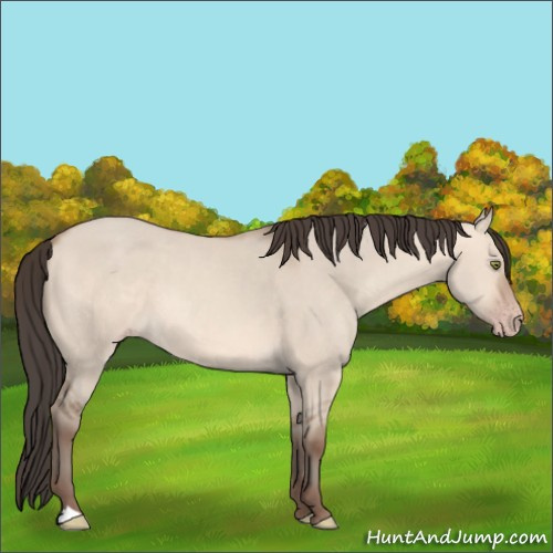 Horse Color:Amber Champagne Dun