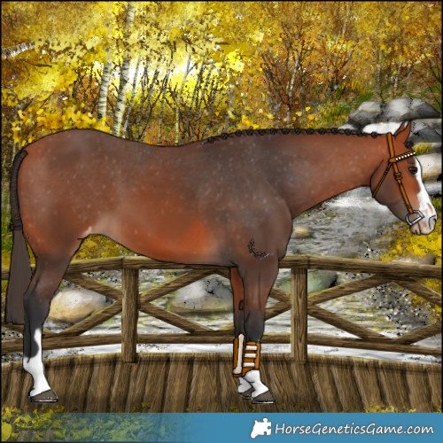 Horse Color:Bay Varnish  and Bay Varnish 
