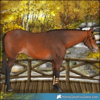 Horse Color:Bay Appaloosa and Bay Appaloosa
