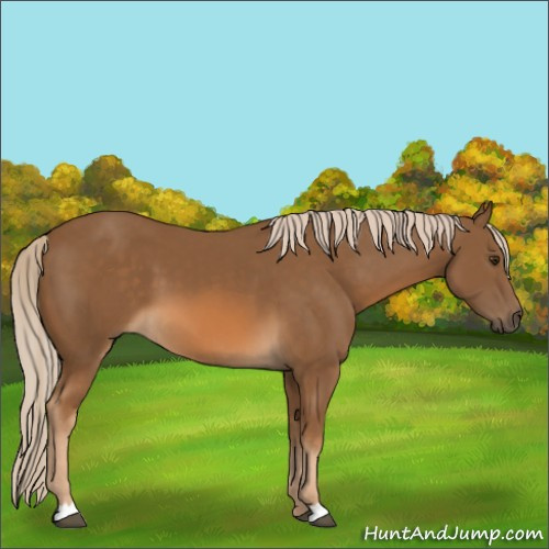Horse Color:Chocolate Palomino