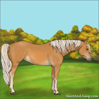 Horse Color:Palomino