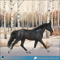 Horse Color:Brown Sabino Tobiano