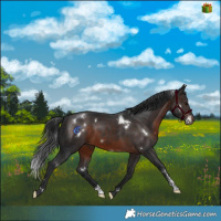 Horse Color:White Spotted Brown Mushroom Sabino 