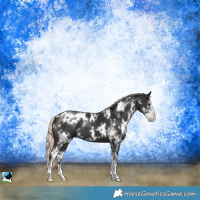 Horse Color:White Spotted Liver Chestnut Mushroom Sabino 