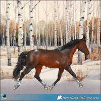 Horse Color:Brown Sabino Tobiano