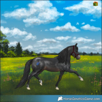 Horse Color:Brown Mushroom Sabino Tobiano