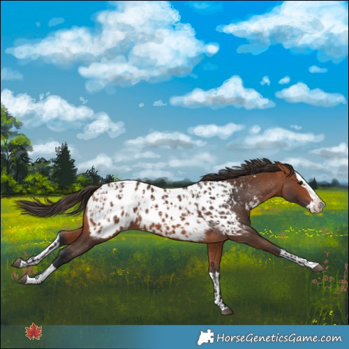Horse Color:Bay Near Leopard  and Bay Splash Near Leopard 