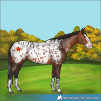 Horse Color:Bay Appaloosa  and Bay Splash Appaloosa 