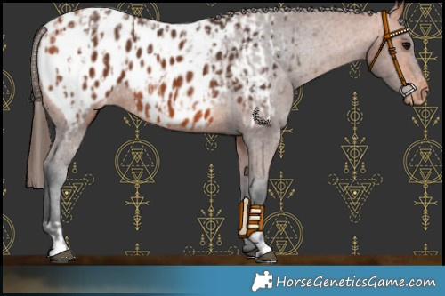 Horse Color:Bay Appaloosa  and Bay Appaloosa 