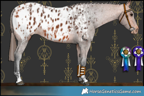 Horse Color:Bay Appaloosa  and Bay Appaloosa 