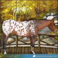 Horse Color:Bay Appaloosa and Bay Appaloosa