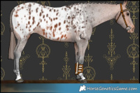 Horse Color:Bay Appaloosa  and Bay Appaloosa 