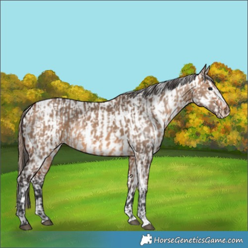 Horse Color:Bay Dun  and Bay Dun Appaloosa 
