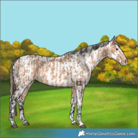 Horse Color:Bay Dun  and Bay Dun Appaloosa 
