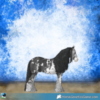 Horse Color:White Spotted Black Ice Sabino