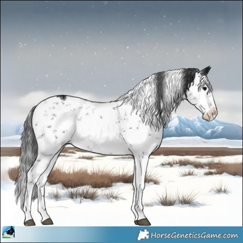 Horse Color:Black Ice Sabino Rabicano 