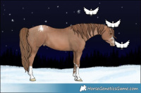 Horse Color:Black Pearl  and Black Pearl Appaloosa 