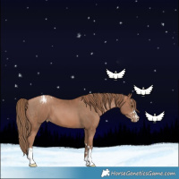 Horse Color:Black Pearl and Black Pearl Appaloosa