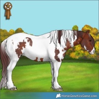 Horse Color:White Spotted Chocolate Brown Tobiano Rabicano