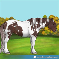 Horse Color:White Spotted Chocolate Brown Tobiano 
