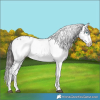 Horse Color:Liver Chestnut Frame 