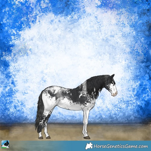 Horse Color:White Spotted Black Appaloosa Rabicano 