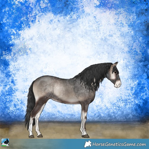 Horse Color:Blue Onyx Sabino Appaloosa Rabicano 