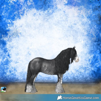 Horse Color:Black Sabino Rabicano