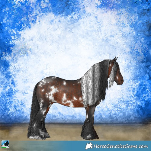 Horse Color:White Spotted Brown Rabicano 