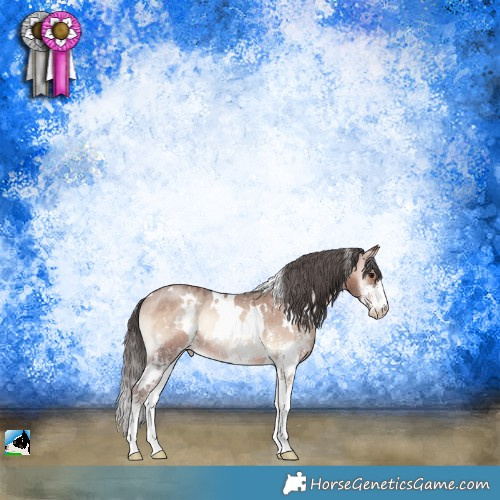 Horse Color:White Spotted Sable Champagne Onyx Sabino Appaloosa Rabicano 