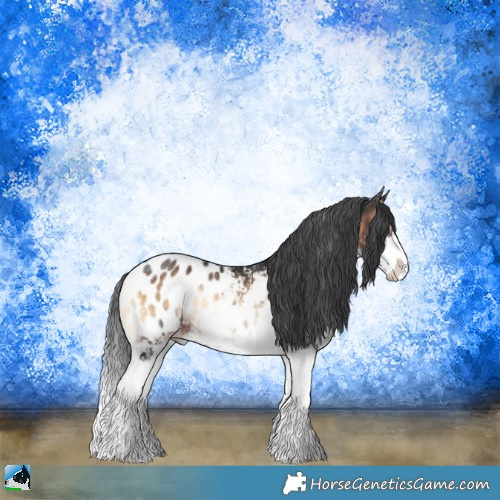 Horse Color:Brown Onyx Sabino Appaloosa Rabicano 