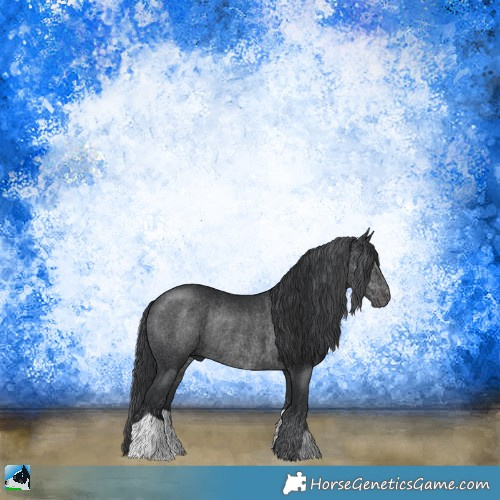 Horse Color:Black Rabicano 