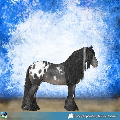 Horse Color:White Spotted Black Appaloosa Rabicano 