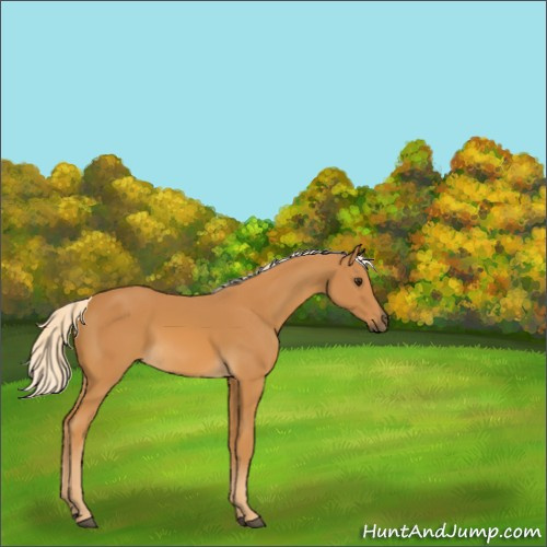 Horse Color:Palomino 