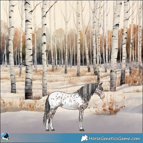 Horse Color:White Spotted Liver Chestnut Sabino Appaloosa Rabicano 