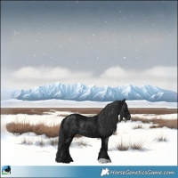 Horse Color:Black Ice Rabicano 