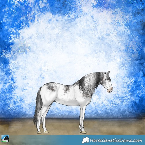 Horse Color:White Spotted Brown Rabicano 