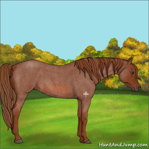Horse Color:Red Roan 