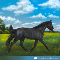 Horse Color:Black Frame 