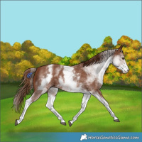 Horse Color:White Spotted Chestnut Sabino 