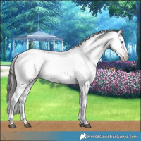 Horse Color:Liver Chestnut Frame Rabicano 