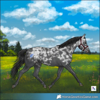 Horse Color:Black Ice 