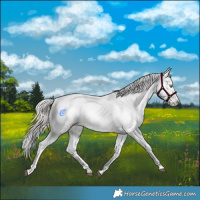 Horse Color:Silver Bay Roan Dun Snowflake Varnish Rabicano 