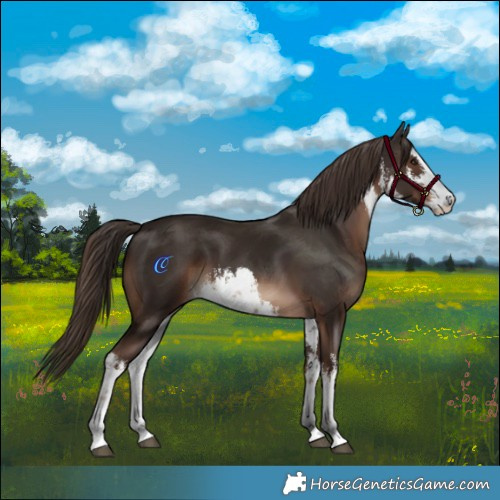 Horse Color:White Spotted Liver Chestnut 