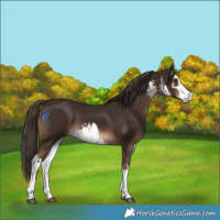 Horse Color:White Spotted Liver Chestnut 