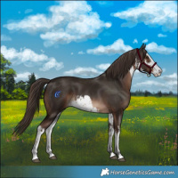 Horse Color:White Spotted Liver Chestnut 